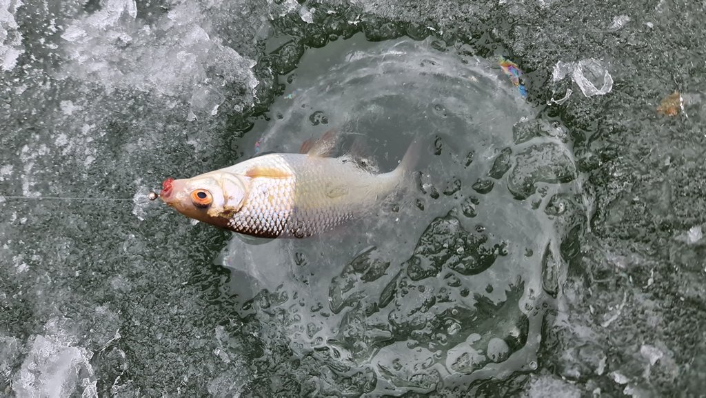 мормышка для зимней рыбалки.JPG